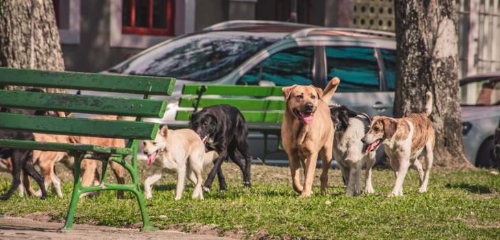 DENİZLİ BAROSU, CAN DOSTLARA SAHİP ÇIKIYOR