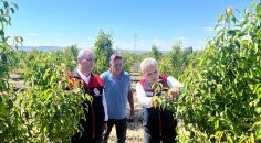 TARIM PERSONELİNDEN BAHÇELERDE İNCELEME