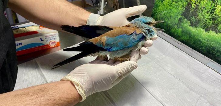 SIRBİSTAN’DAN DENİZLİ’YE UÇAN MAVİ MUCİZE