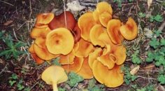 MANTAR ZEHİRLENMELERİNE KARŞI DİKKAT!