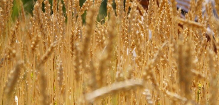 “ANAHTAR PARTİ, BUĞDAY VE ARPA ALIM FİYATLARINI DESTEKLİYOR”