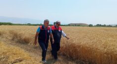 DENİZLİ’DE BUĞDAY HASADI BAŞLADI
