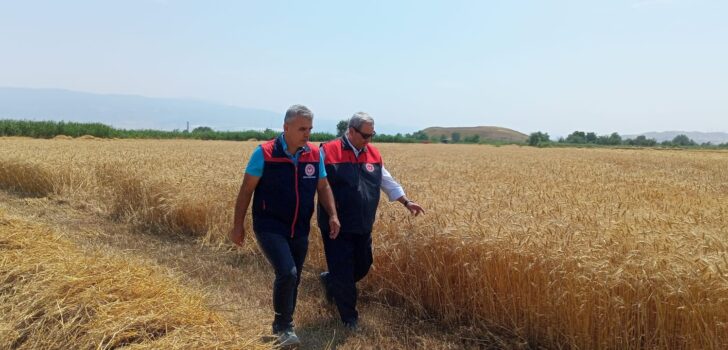 DENİZLİ’DE BUĞDAY HASADI BAŞLADI