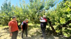 PAMUKKALE’DE KAYISI HASADI BAŞLADI