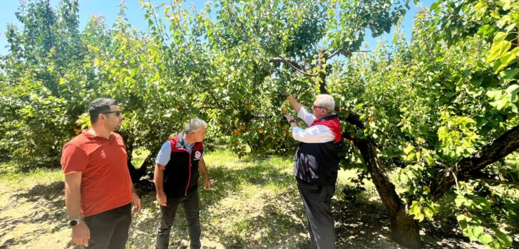 PAMUKKALE’DE KAYISI HASADI BAŞLADI