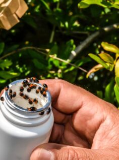 NAR BAHÇELERİNDE BİYOLOJİK MÜCADELE