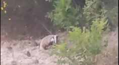 NESLİ TÜKENMEK ÜZERE OLAN PORSUK BULDAN’DA GÖRÜLDÜ