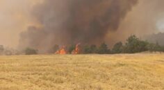 ÇAL’DA MAKİLİK ALANDA YANGIN ÇIKTI