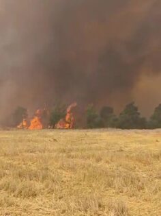 ÇAL’DA MAKİLİK ALANDA YANGIN ÇIKTI