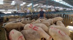 HAYVAN PAZARLARI KAPATILDI