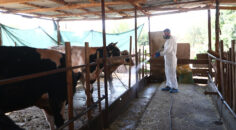 PAMUKKALE BELEDİYESİ’NDEN HAYVANCILIĞA TAM DESTEK