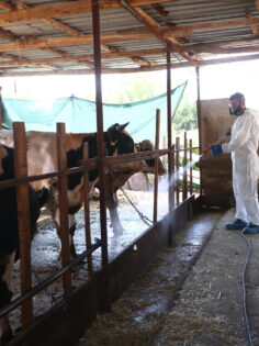 PAMUKKALE BELEDİYESİ’NDEN HAYVANCILIĞA TAM DESTEK