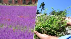 AROMATİK BİTKİ SERASI KURULACAK