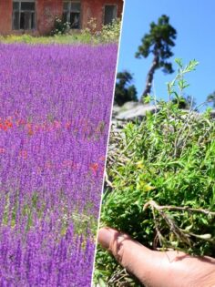 AROMATİK BİTKİ SERASI KURULACAK