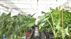 SARAYKÖY’DE 26 SERA İŞÇİSİ ZEHİRLENDİ