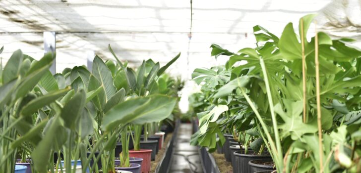 SARAYKÖY’DE 26 SERA İŞÇİSİ ZEHİRLENDİ