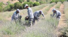 GÜZELLİĞİYLE BÜYÜLEYEN LAVANTA BAHÇESİNDE HASAT TAMAMLANDI