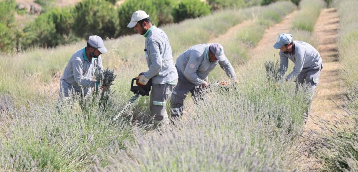 GÜZELLİĞİYLE BÜYÜLEYEN LAVANTA BAHÇESİNDE HASAT TAMAMLANDI
