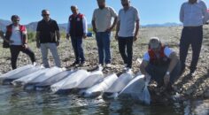 GÖL VE GÖLETLER 1 MİLYON SAZAN BALIĞI YAVRUSU İLE BULUŞTU