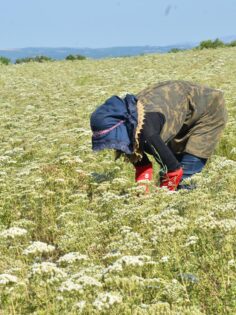 KEKİK ALANLARINDA DARALMA VAR
