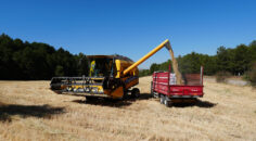 PAMUKKALE BELEDİYESİ 40 TON ARPA ÜRETTİ