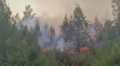 ACIPAYAM’DA ORMAN YANGINI