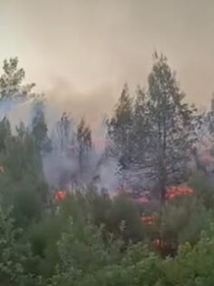 ACIPAYAM’DA ORMAN YANGINI