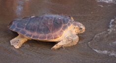 CARETTA CARETTALAR YERLİ UYDUYLA İZLENECEK