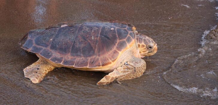 CARETTA CARETTALAR YERLİ UYDUYLA İZLENECEK