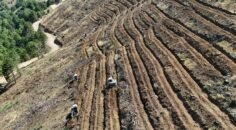 YANAN ORMANLAR YEŞİL ÖRTÜYE KAVUŞACAK