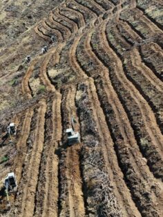 YANAN ORMANLAR YEŞİL ÖRTÜYE KAVUŞACAK