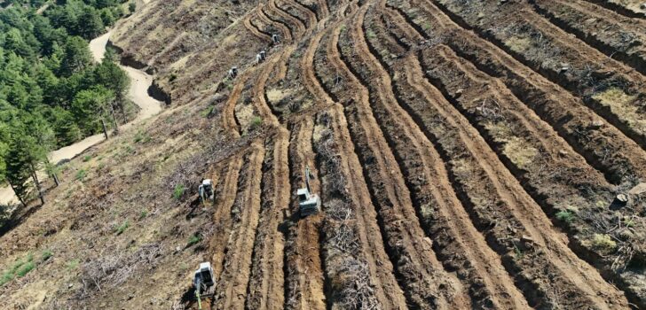 YANAN ORMANLAR YEŞİL ÖRTÜYE KAVUŞACAK