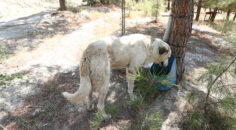 DOĞAYA VE CANLILARA SAHİP ÇIKAN PROJE