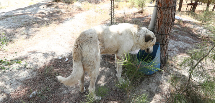 DOĞAYA VE CANLILARA SAHİP ÇIKAN PROJE