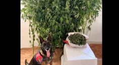 ÇİVRİL’DE UYUŞTURUCU OPERASYONU