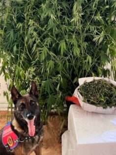 ÇİVRİL’DE UYUŞTURUCU OPERASYONU