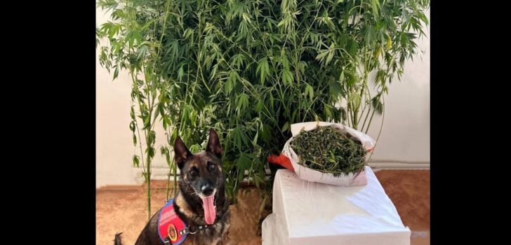 ÇİVRİL’DE UYUŞTURUCU OPERASYONU