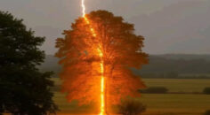 HONAZ’DA AĞACIN ALTINA SIĞINAN ESNAFIN ÜSTÜNE YILDIRIM DÜŞTÜ