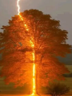 HONAZ’DA AĞACIN ALTINA SIĞINAN ESNAFIN ÜSTÜNE YILDIRIM DÜŞTÜ