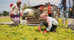 “TARİŞ ALGI OYUNU YAPIYOR, ÜRETİCİ DE TÜKETİCİ DE MUTSUZ”