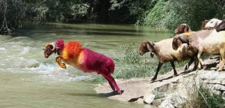 KINALI KOÇ, KURU DEREDEN DOĞAN İÇİN GEÇECEK