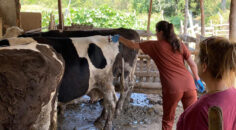 ŞAP HASTALIĞINA KARŞI AŞILAMA ÇALIŞMALARI DEVAM EDİYOR