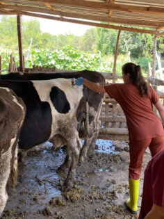 ŞAP HASTALIĞINA KARŞI AŞILAMA ÇALIŞMALARI DEVAM EDİYOR