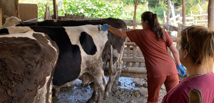 ŞAP HASTALIĞINA KARŞI AŞILAMA ÇALIŞMALARI DEVAM EDİYOR