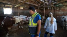 ÜRETİCİLERE BÜYÜKBAŞ HAYVAN İÇİN VETERİNERLİK DESTEĞİ