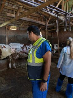 ÜRETİCİLERE BÜYÜKBAŞ HAYVAN İÇİN VETERİNERLİK DESTEĞİ