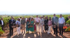 ÇAL BAĞBOZUMU FESTİVALİ’NDE KÜLTÜR, SANAT VE BAĞCILIK BİR ARADA