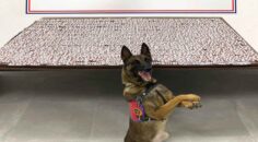 BİNLERCE UYUŞTURUCU HAP ELE GEÇİRİLDİ