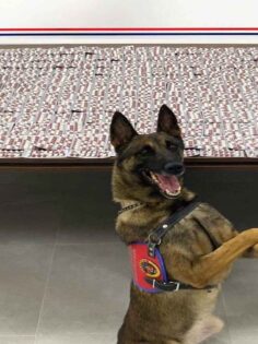 BİNLERCE UYUŞTURUCU HAP ELE GEÇİRİLDİ