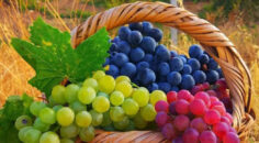 YENİCEKENT’TE FESTİVAL İPTAL EDİLDİ